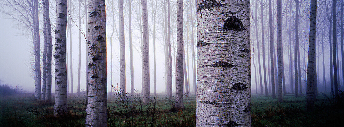 Weißpappeln (Populus Alba) Plantage. Girona. Katalunien. Spanien