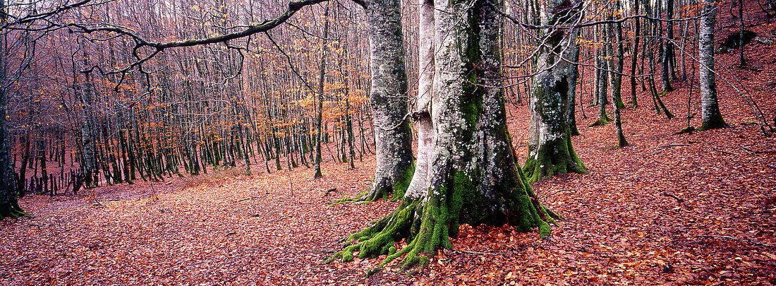 Buchenwald im Autmn. Urkiaga-Pass. Pyrenäen. Navarra. Spanien