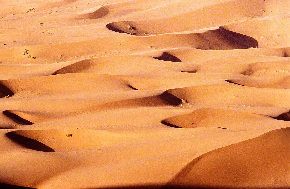 Erg Chebbi. Merzouga. Tafilalet. Marokko