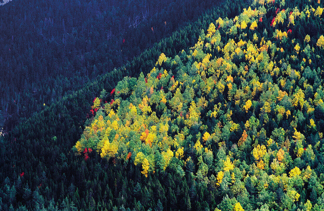 Deciduous wood. Ordesa Valley. Ordesa NP and Monte Perdido. Pyrenees. Huesca province. Aragon. Spain.