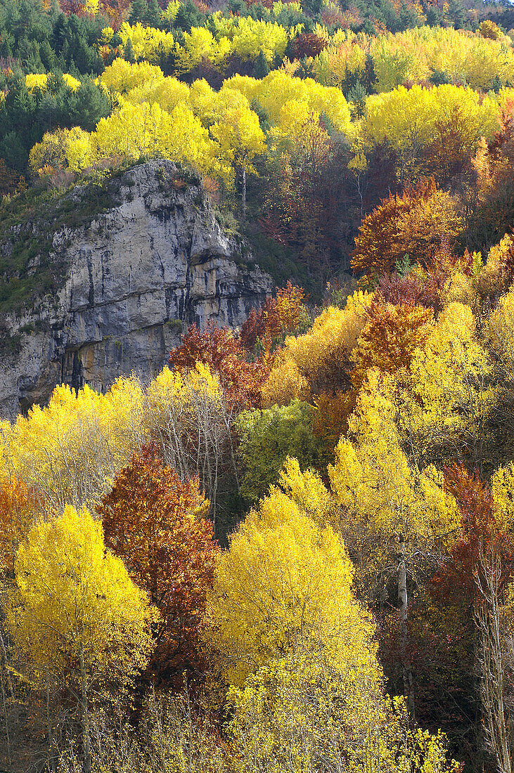 Laubbäume. Isábena-Tal. Pirineo Aragonés. Provinz Huesca. Spanien