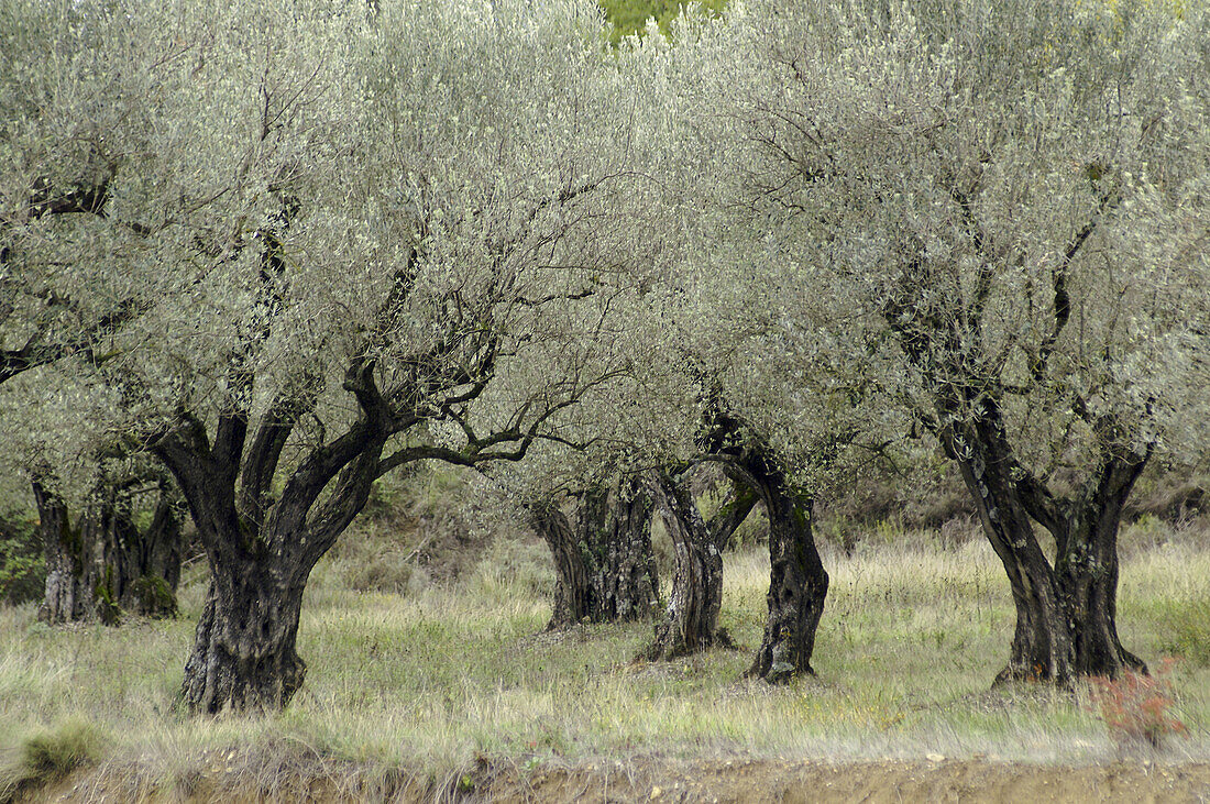 Olivenbäume. Roda de Isábena. Isábena-Tal. Pirineo Aragonés. Provinz Huesca. Spanien