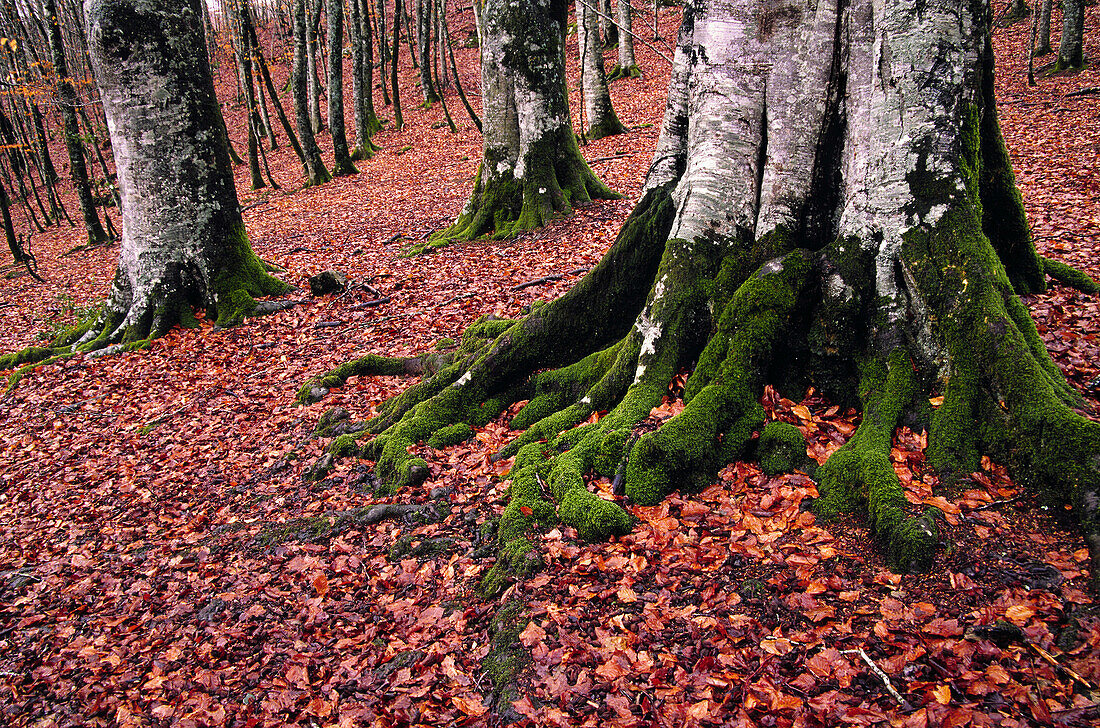 Beechwood in autumn. Urkiaga pass. Pyrenees. Navarra. Spain.