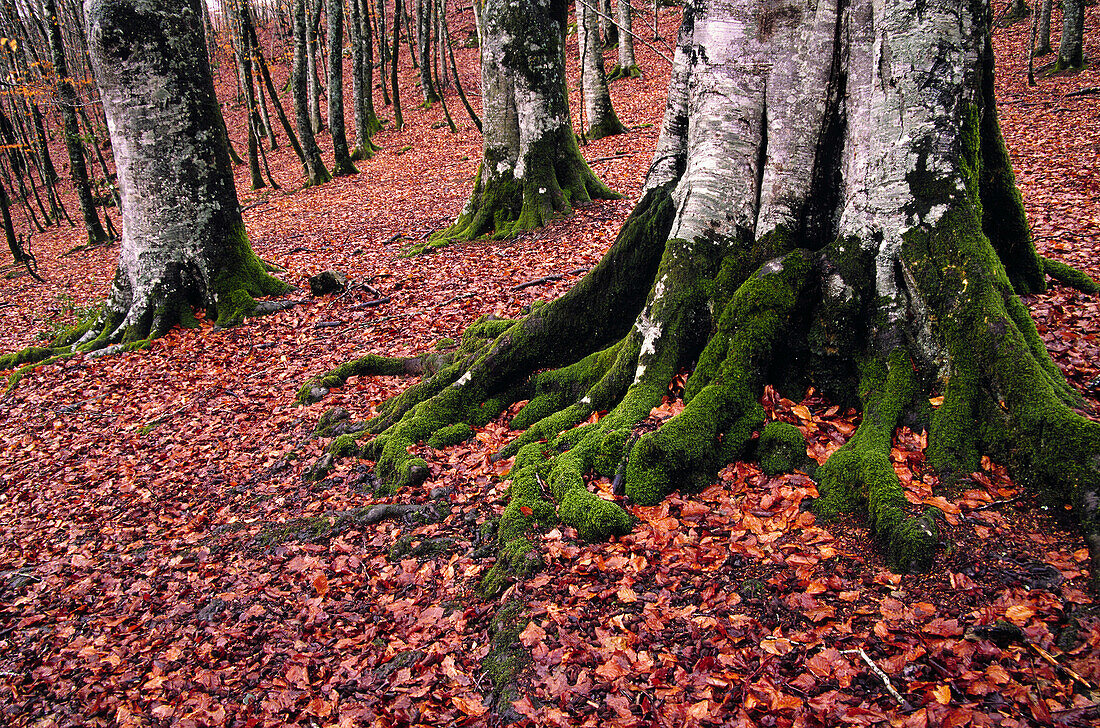 Buchenwald im Herbst. Urkiaga-Pass. Pyrenäen. Navarra. Spanien