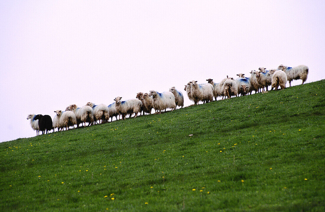 Latza sheep. Collado de Idoia. G.R.11 (Long-distance trails). Navarre, Spain