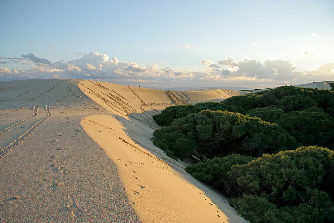 Umbrella Pines (Pinus pinea) and sand dune. Punta Paloma Beach. Tarifa. Cadiz province. Andalusia. Spain