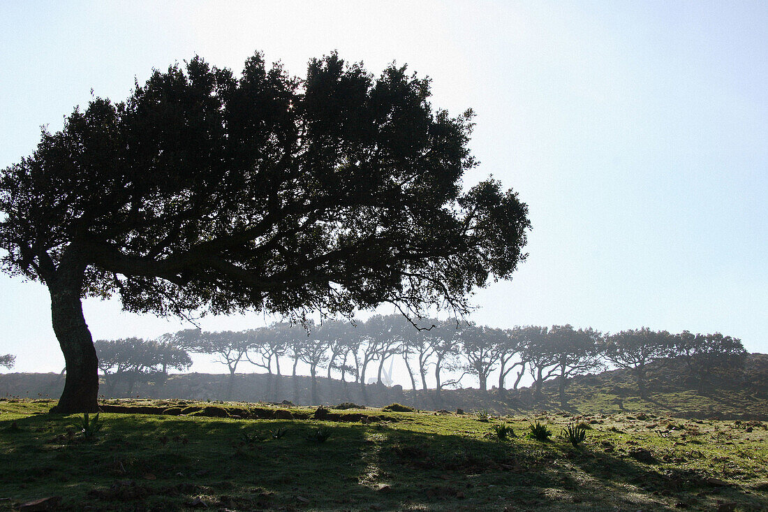 Tree and shadow.