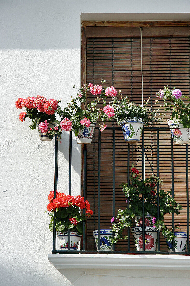 Balcony with flowers, Antequera. Málaga province, Andalusia. Spain