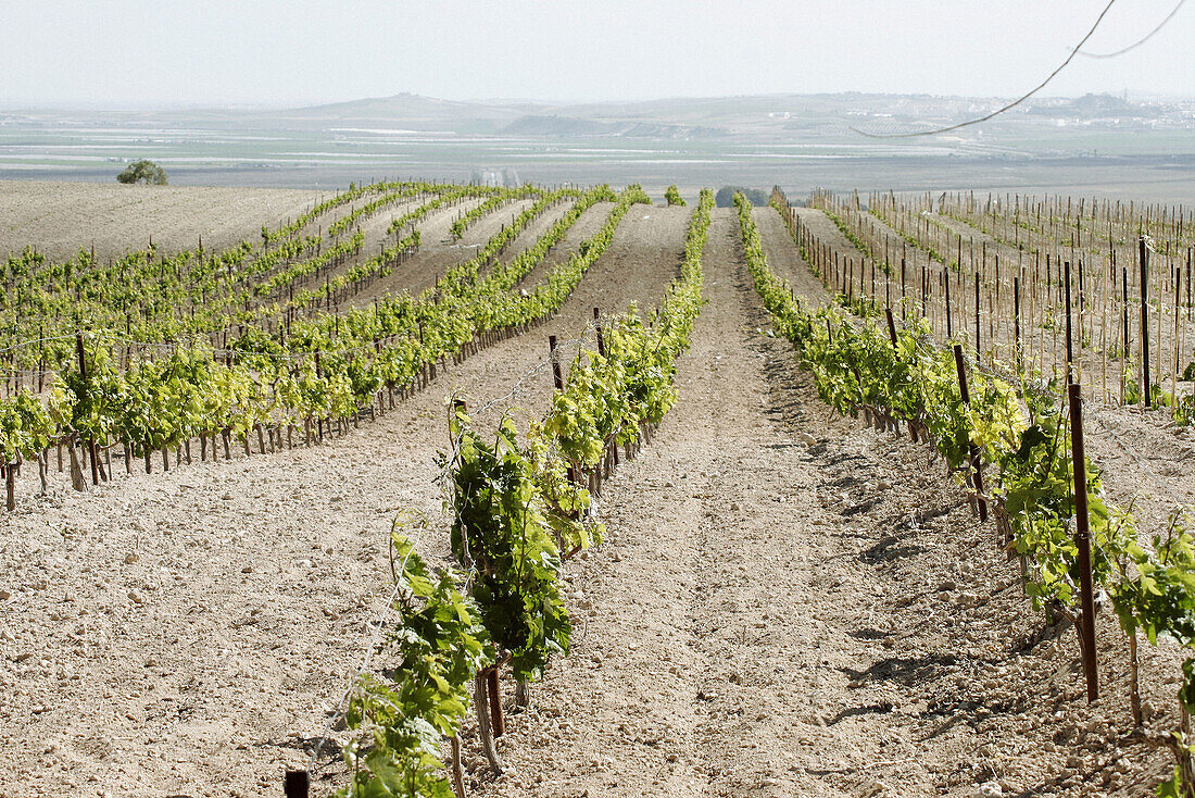 Vineyard, Sanlúcar de Barrameda. Cádiz province, Andalusia. Spain