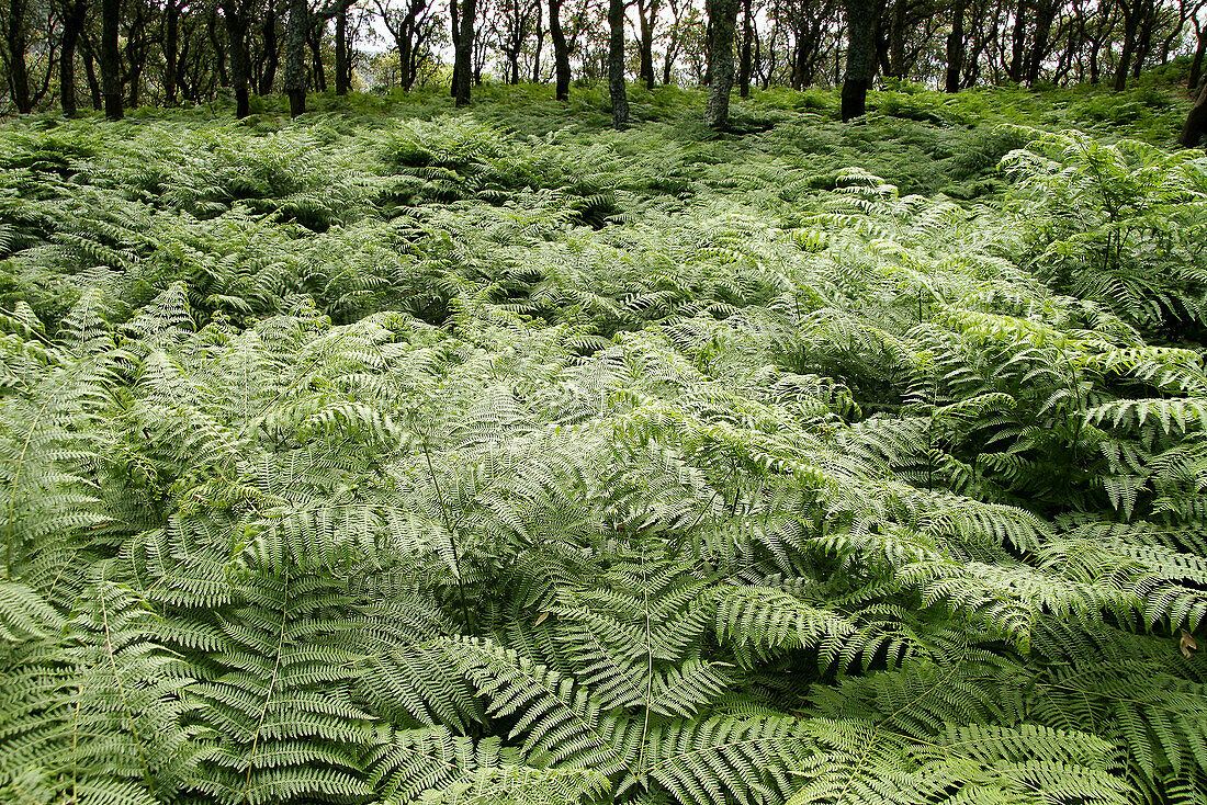 Ferns in Los Alcornocales Natural Park. Cádiz province, Andalusia. Spain