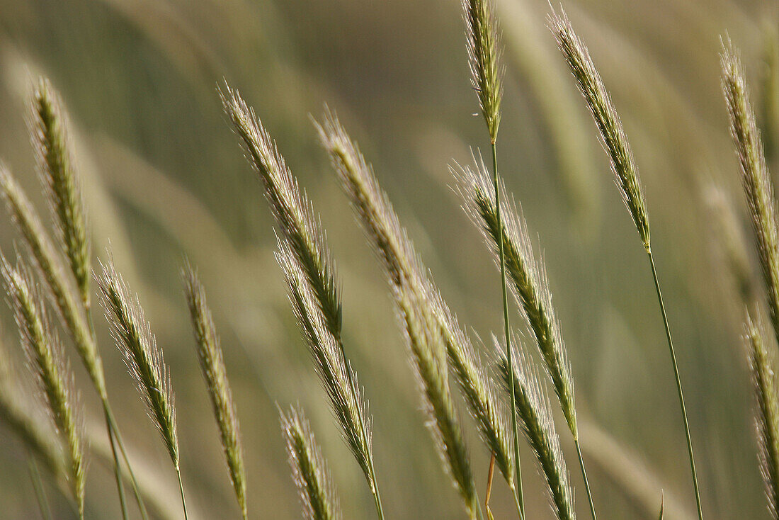 Ears in field