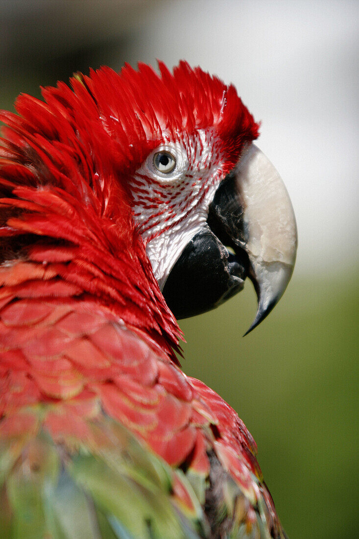 Parrot