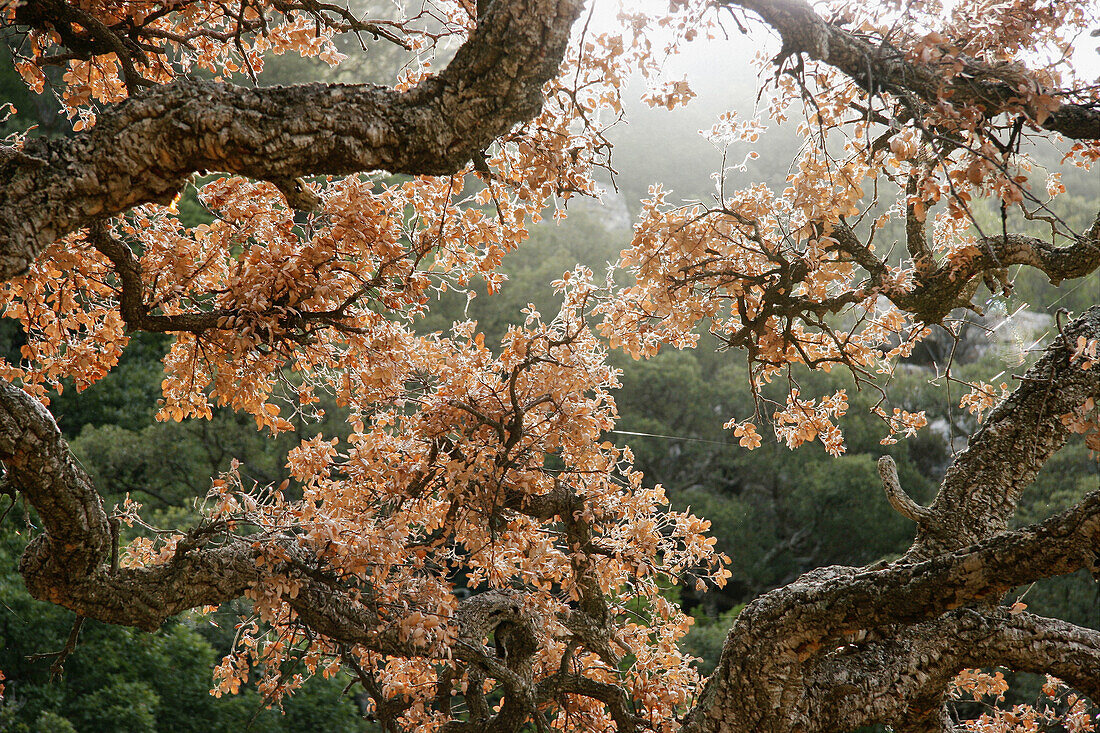 Cork Oak in Los Alcornocales Natural Park. Tarifa, Cádiz province, Andalusia, Spain