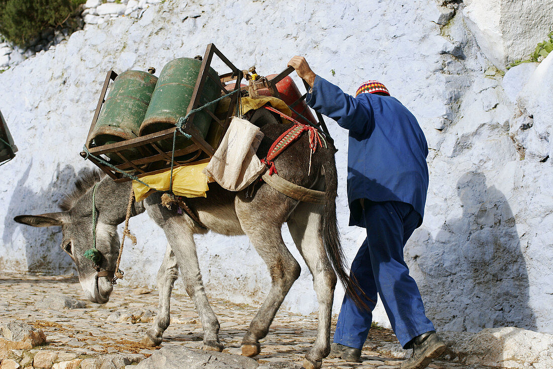 Donkey carrying butane bottles. Chefchaouen. Morocco