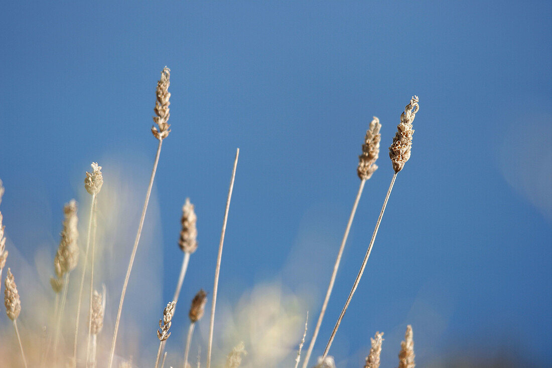 Ibiza flora. Balearic Islands. Spain