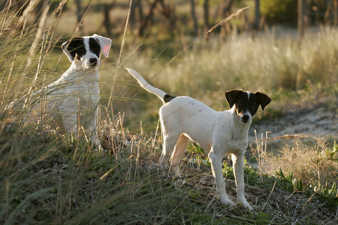 Dogs in countryside. Tarifa, Cádiz province, Andalusia, Spain