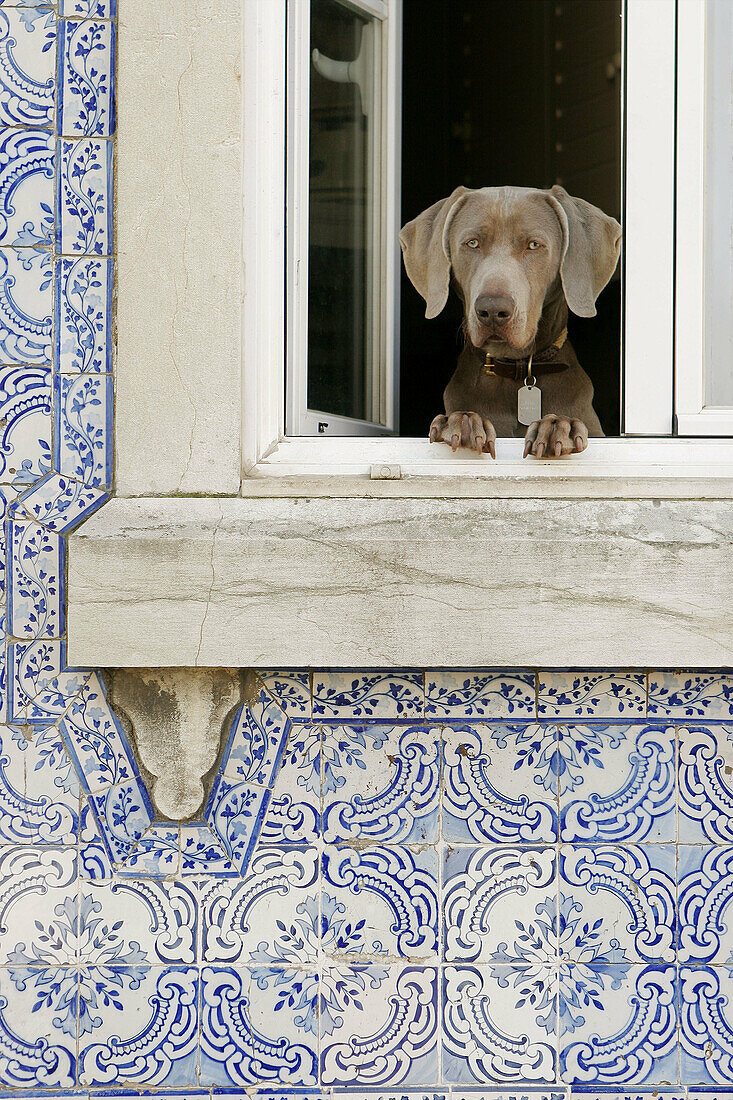 Dog at window, Lisbon. Portugal