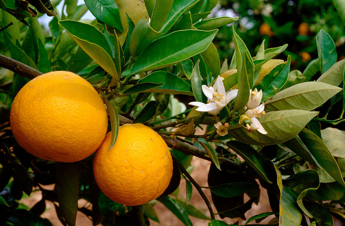 Orange tree (Citrus sinensis)