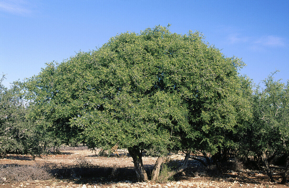 Argan tree (Argania spinosa). Morocco
