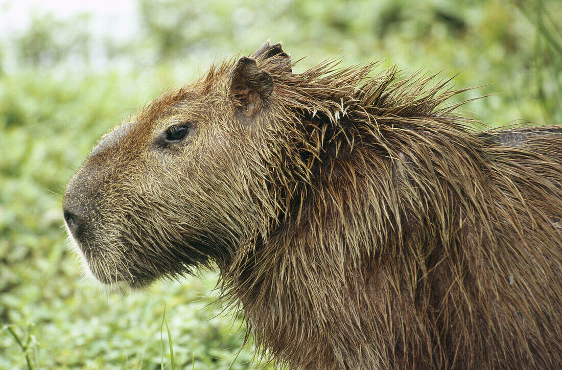 Capybara (Hydrochoerus hydrochaeris). Male. Los Llanos. Venezuela