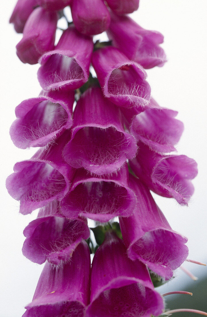 Dedalera (Digitalis purpurea). Poisonous plant.