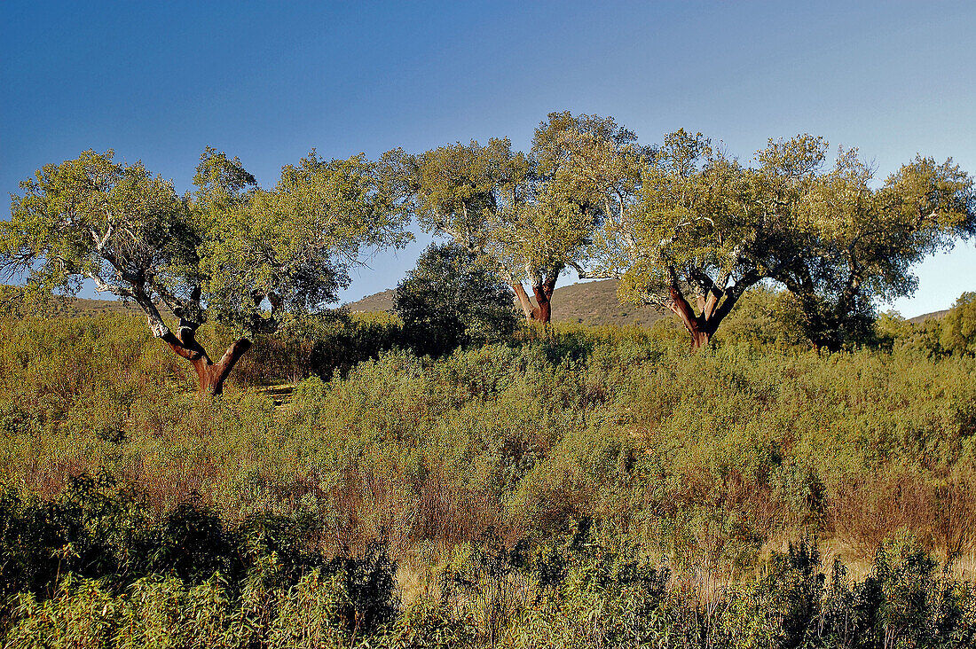 Cork oaks (Quercus suber). Sierra de San Pedro. Cáceres province. Extremadura. Spain