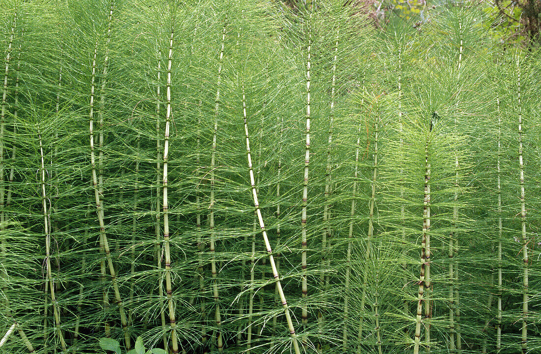 Giant Horsetail (Equisetum telmateia). La Coruña. Galicia. Spain