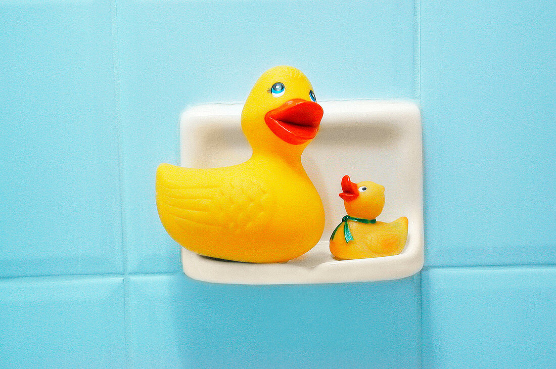  Bathroom, Bathrooms, Close up, Close-up, Closeup, Color, Colour, Concept, Concepts, Duck, Ducks, Families, Family, Horizontal, Hygiene, Indoor, Indoors, Inside, Interior, Object, Objects, Pair, Rubber duck, Still life, Thing, Things, Toy, Toys, Two, Two 