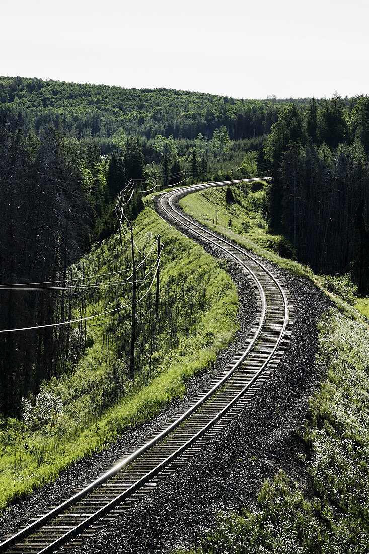 Tracks in a wooded area, northern Ontario, Canada