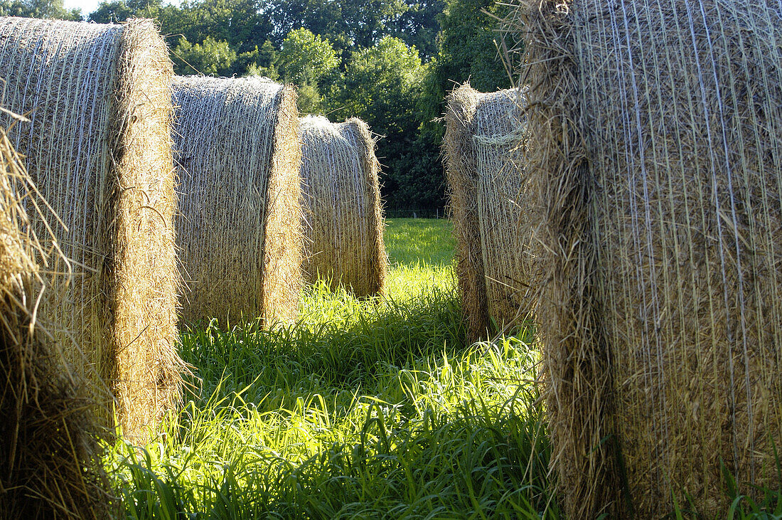 Bale of straw