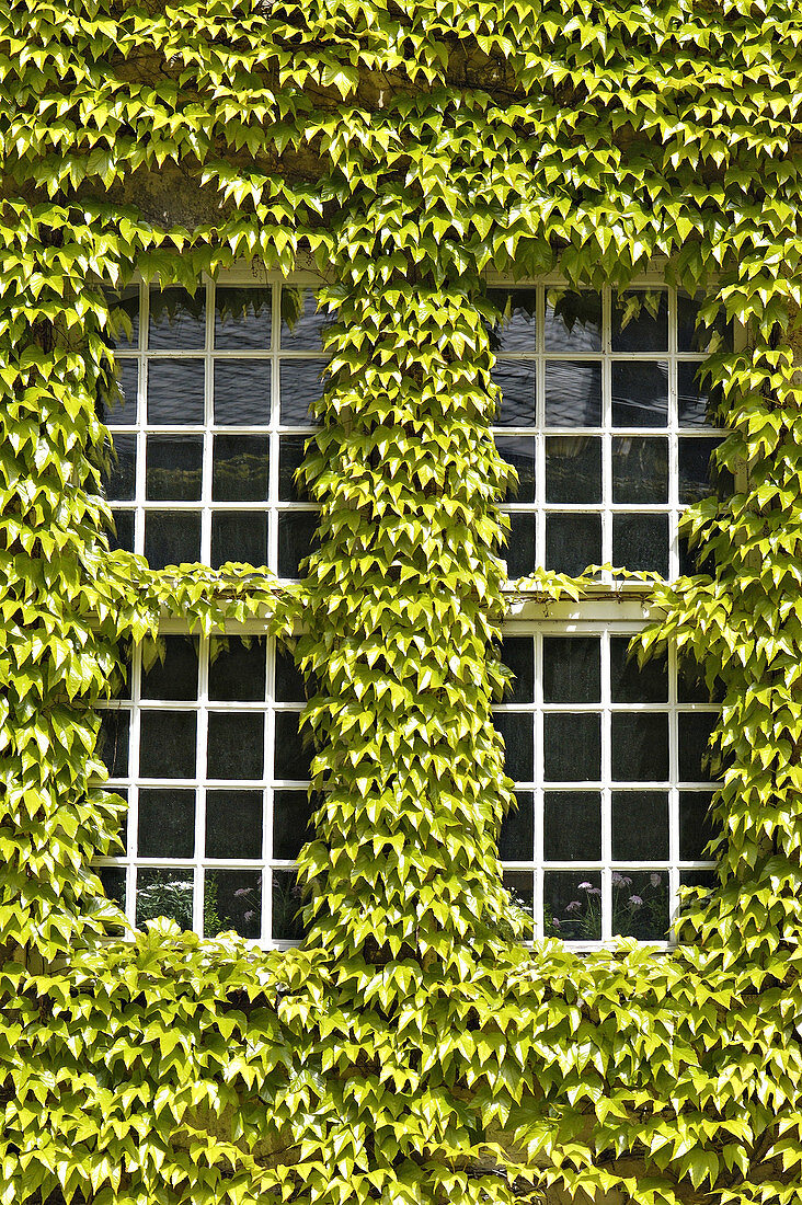 Windows in an ivy-clad wall