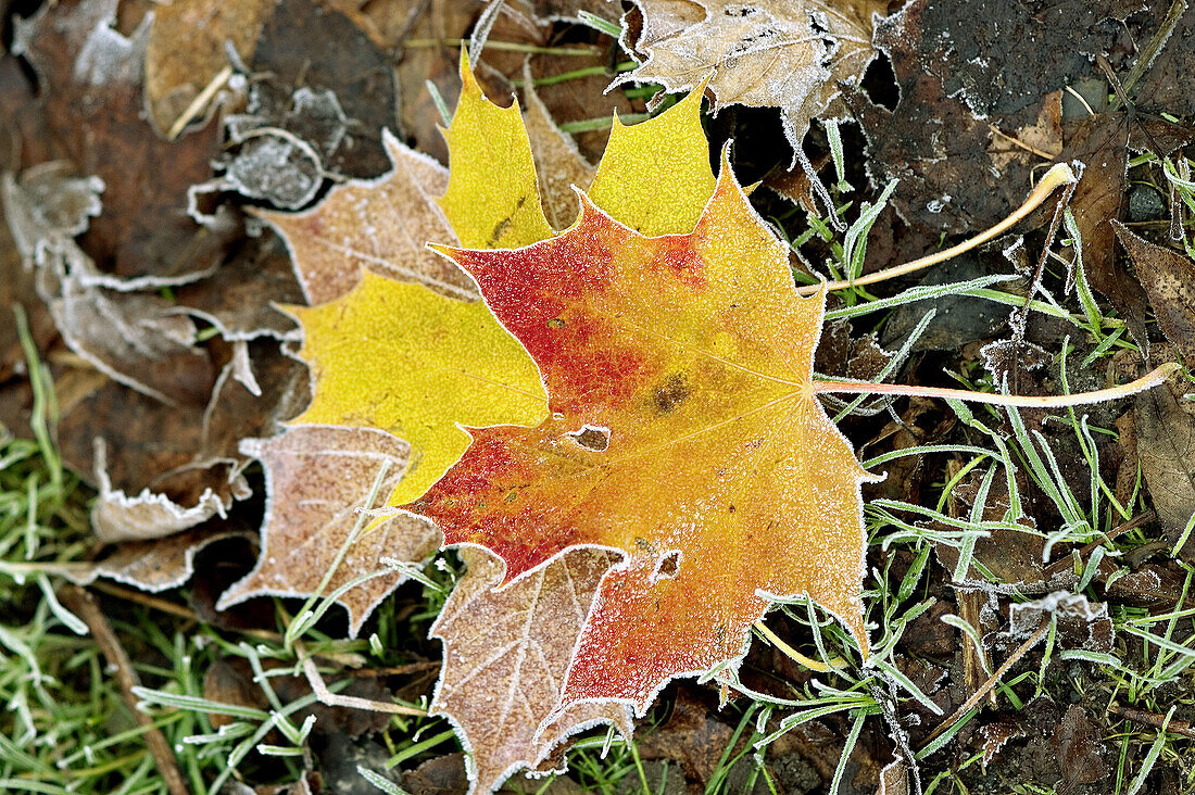 Colourful maple leaves lying on the ground