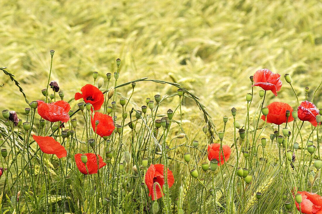 Poppies in front of a field.