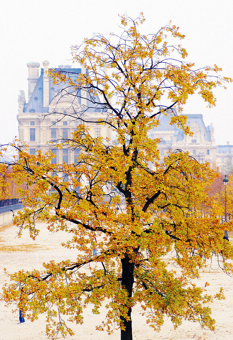 Lone tree in fall in Tuileries gardens. Paris. France