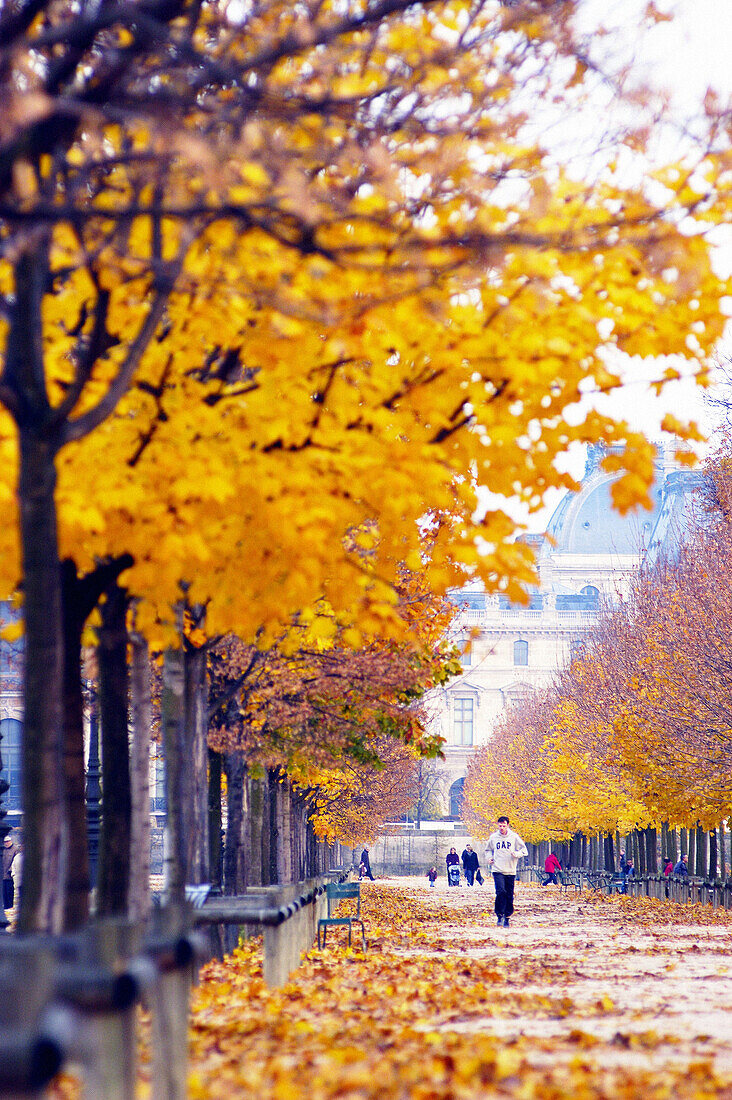 Trees in fall in Tuileries gardens. Paris. France