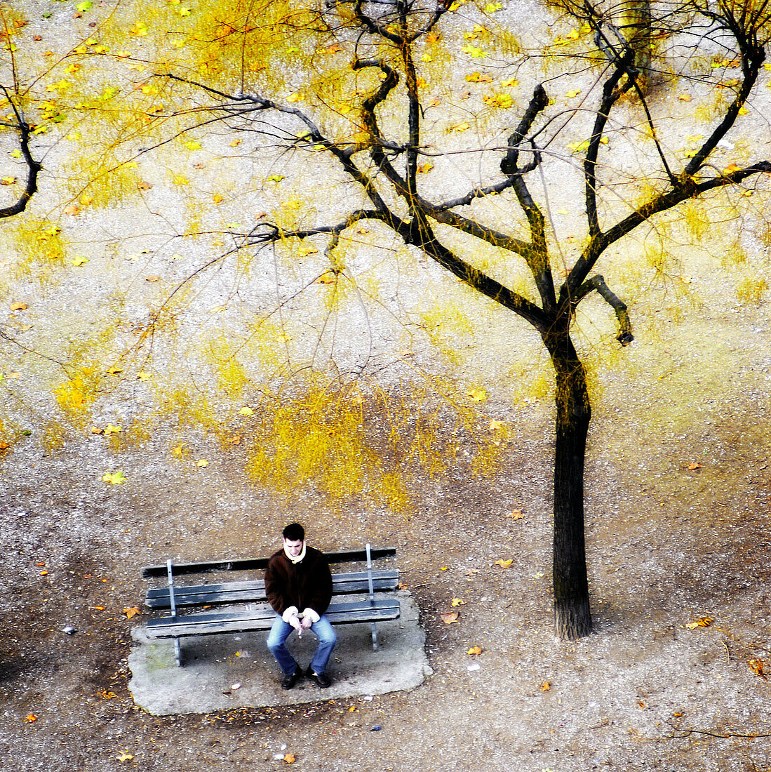 Tree and man waiting on bench viewed from above. Paris. France