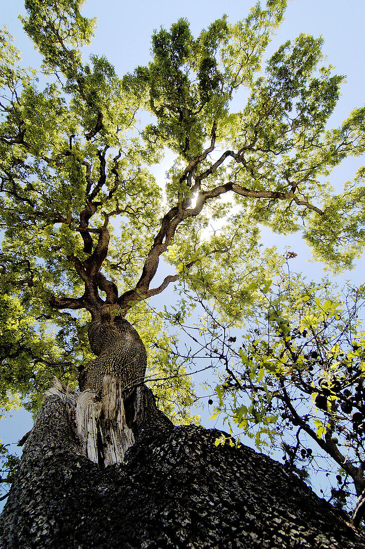 Tree and sunlight filtered through the leaves. Nicasio, California. USA.