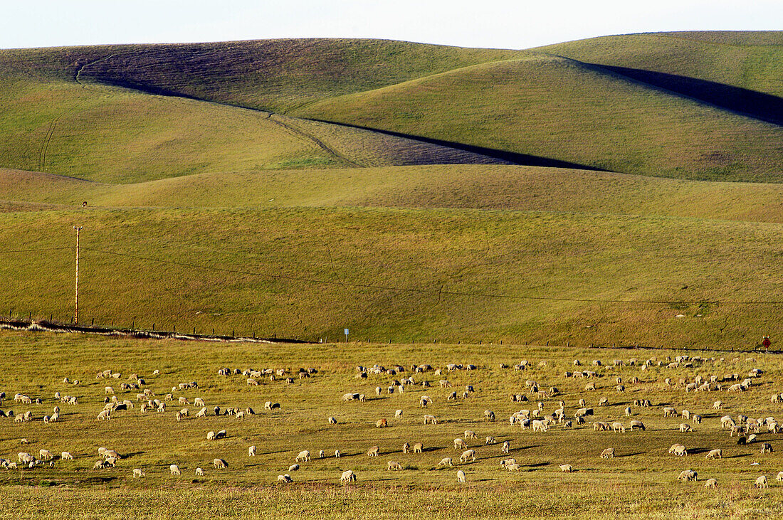 Hills and sheep. Dublin, California. USA.