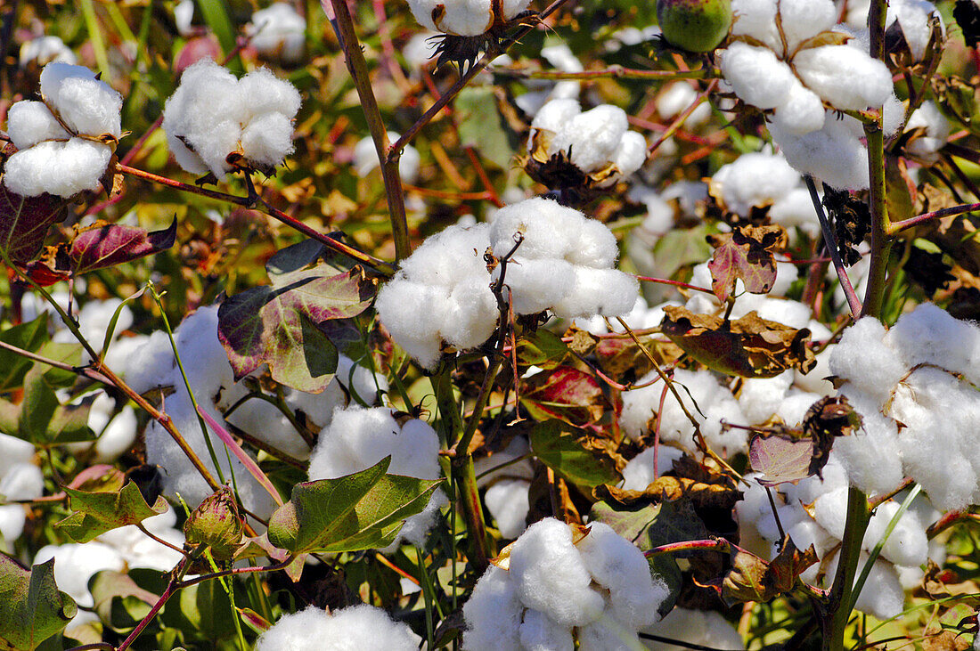 Close-up of cotton in the cotton fields of near Prieme, southwestTurkey on September 12, 2003