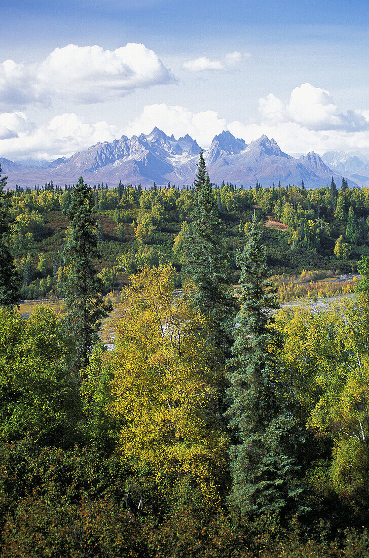 View of forest and mountains of Denali State Park. Alaska