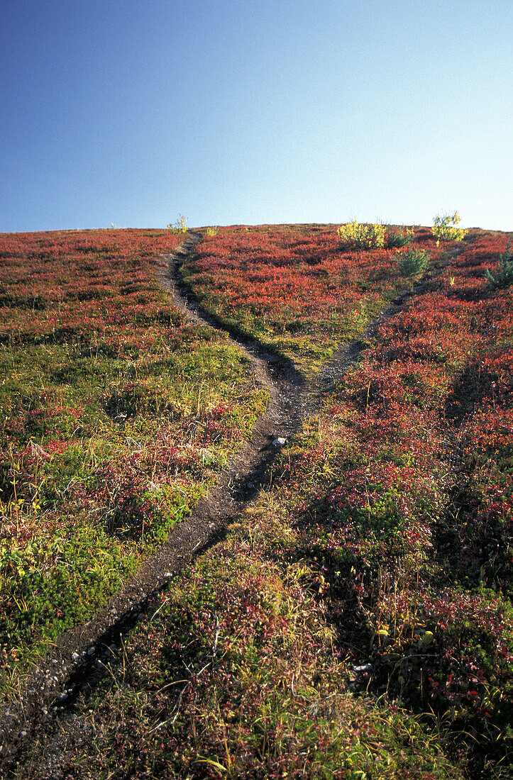 Forked path with autumn colors. Alaska