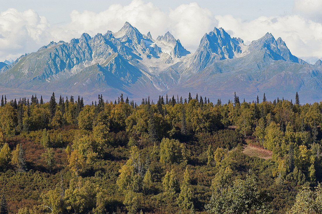 View of forest and mountains of Denali State Park. Alaska. USA