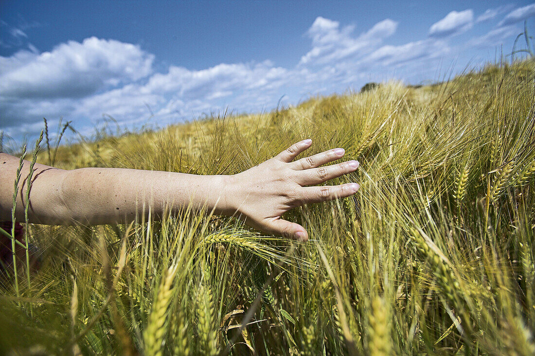 Woman s hand touching wheat in a field. Auvers sur Oise. Ile-de-France. France