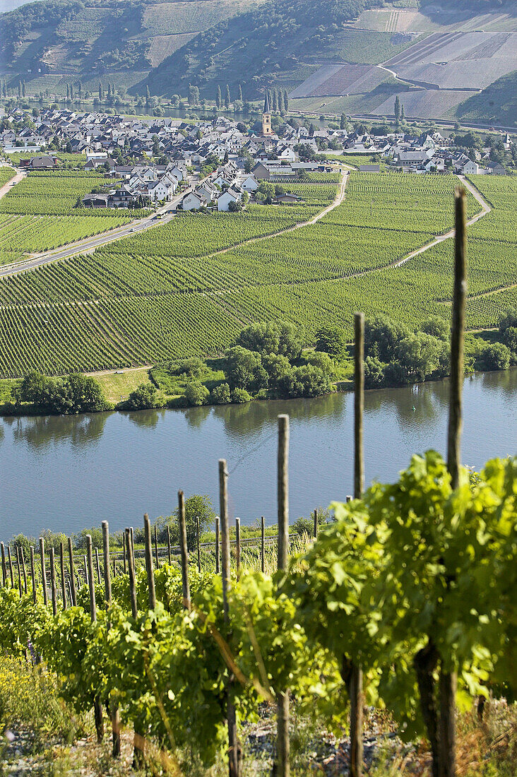 Terraced vineyards on hills along the Moselle River. Moselle River Valley. Germany