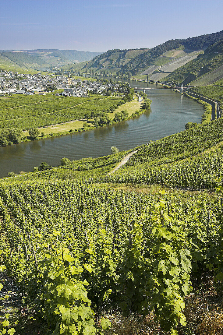 Terraced vineyards on hills along the bend of the Moselle River near Trittenheim. Moselle River Valley. Germany