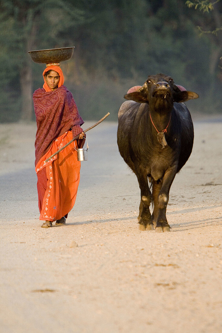 Young Indian woman leading her buffalo to pasture. Bhenswara. Rajasthan. India