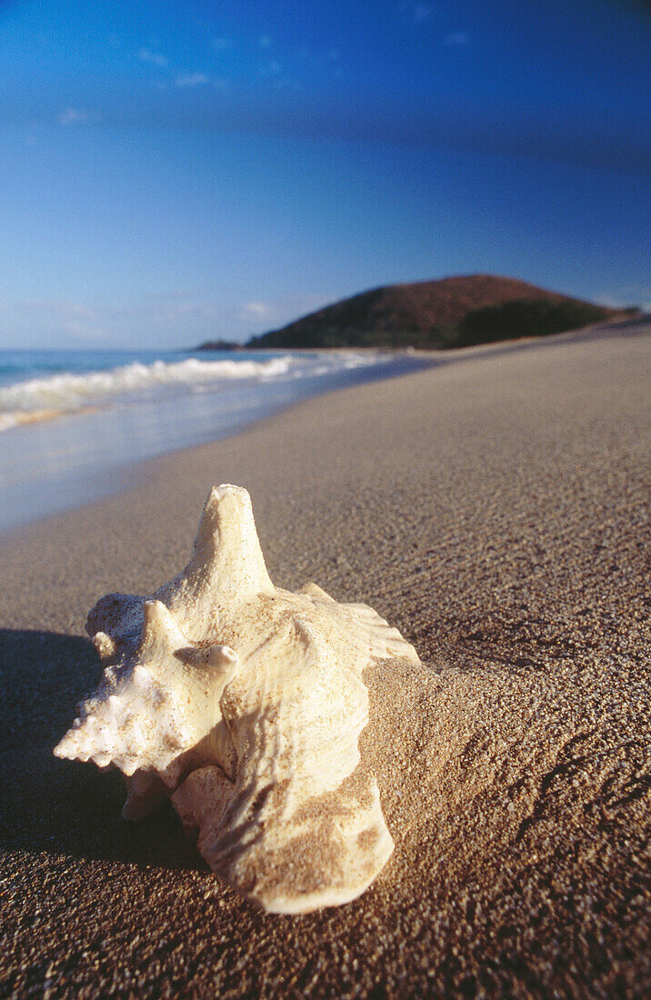 Conch shell in surf with sand around. Southern Maui, Hawaii, USA
