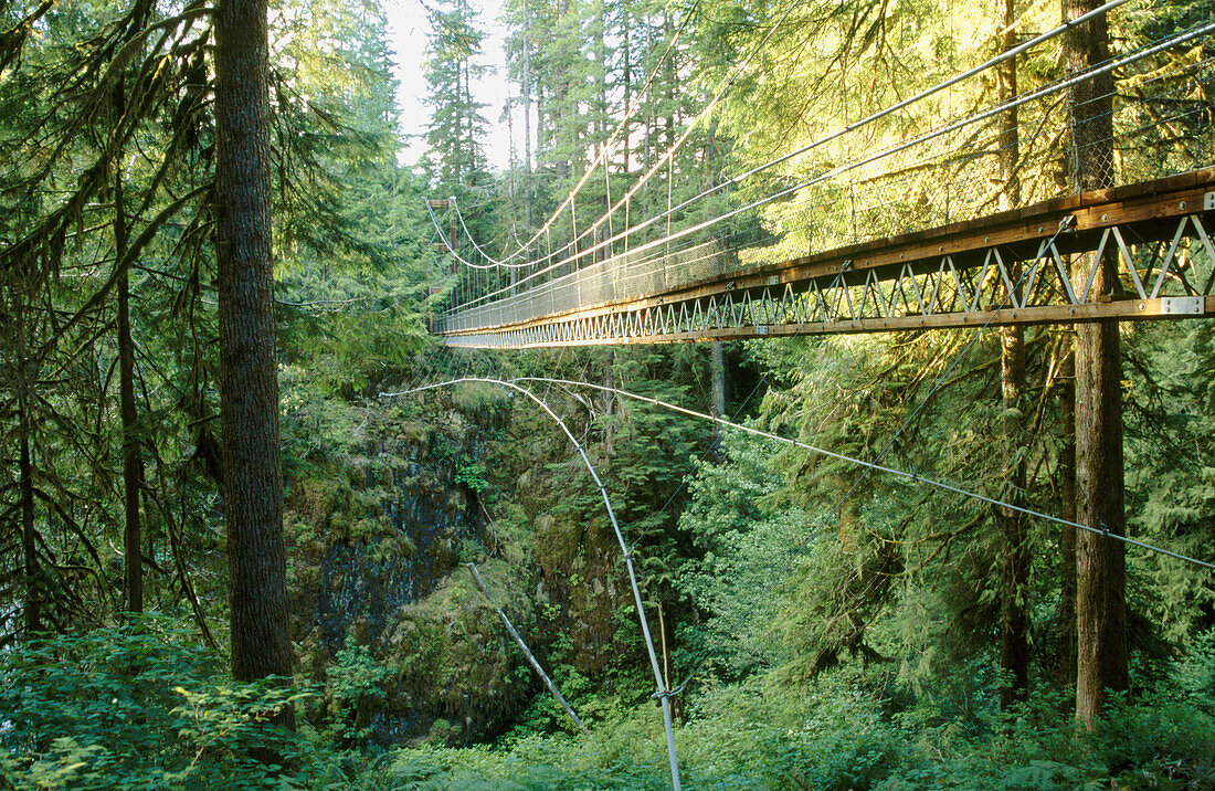 Suspension bridge in the woods at Drift Creek Trail near Lincoln City. Lincoln County, Oregon, USA