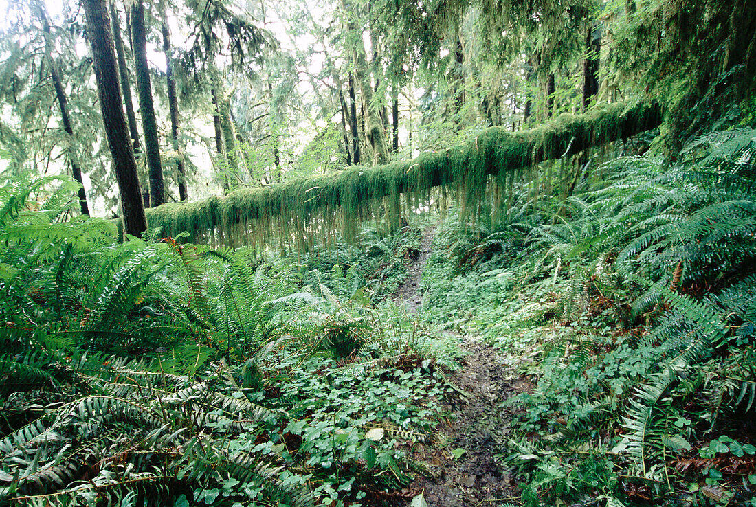 A fallen tree is covered with moss after years of crossing the Bogachiel River trail, Olympic National Park. Washington. USA.