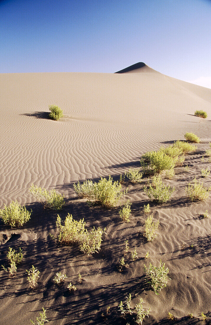 A multitude of sagebrush line the base of a sand dune at Bruneau Dunes State Park. Owyhee County. Idaho. USA.